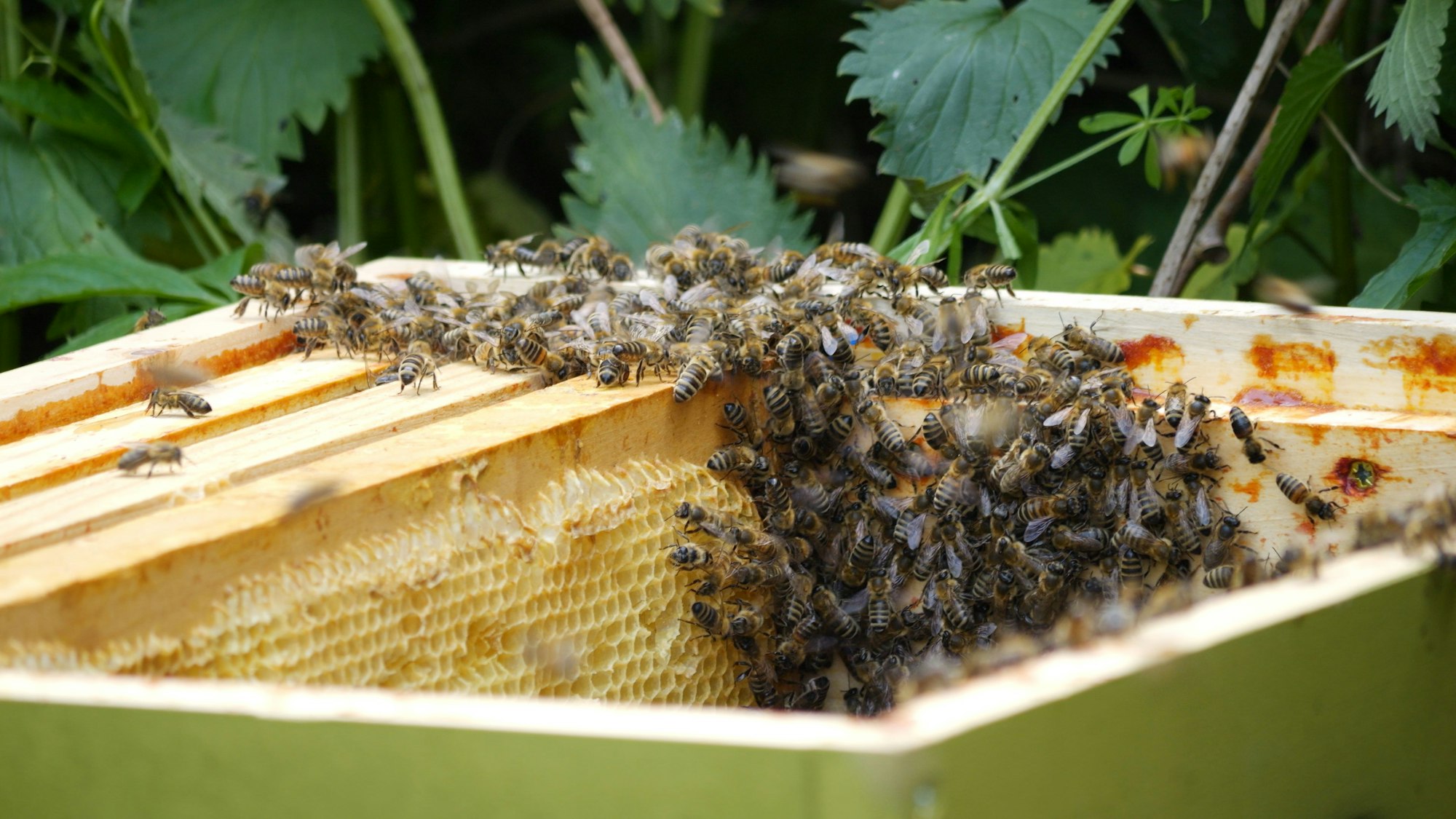 Das Foto zeigt einen Bienenschwarm in einer Gartenhecke in Kirchheim.
