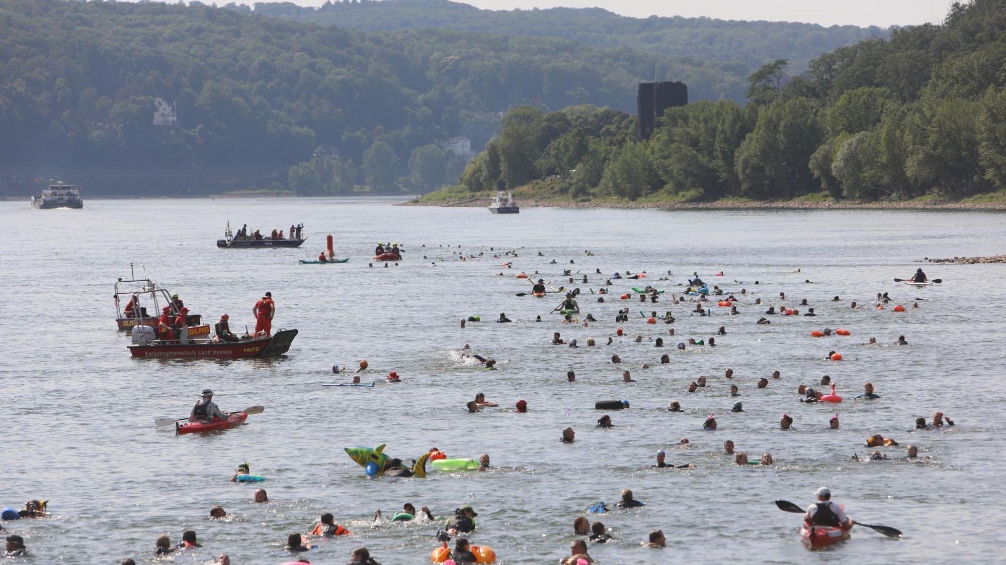 Mehr als 300 Wasserratten schwimmen im Rhein begleitet von Booten Richtung Badhonnef.