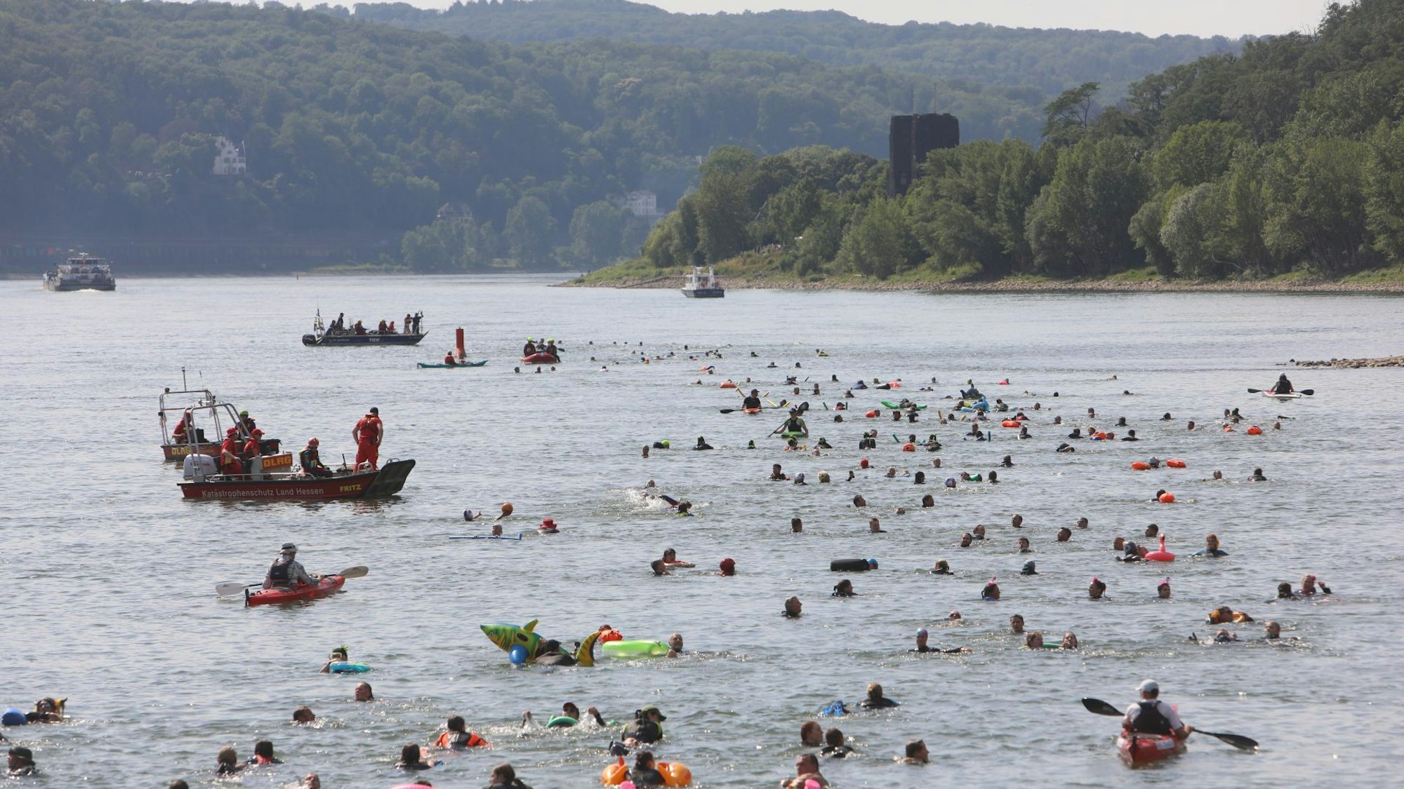 Mehr als 300 Wasserratten schwimmen im Rhein begleitet von Booten Richtung Badhonnef.