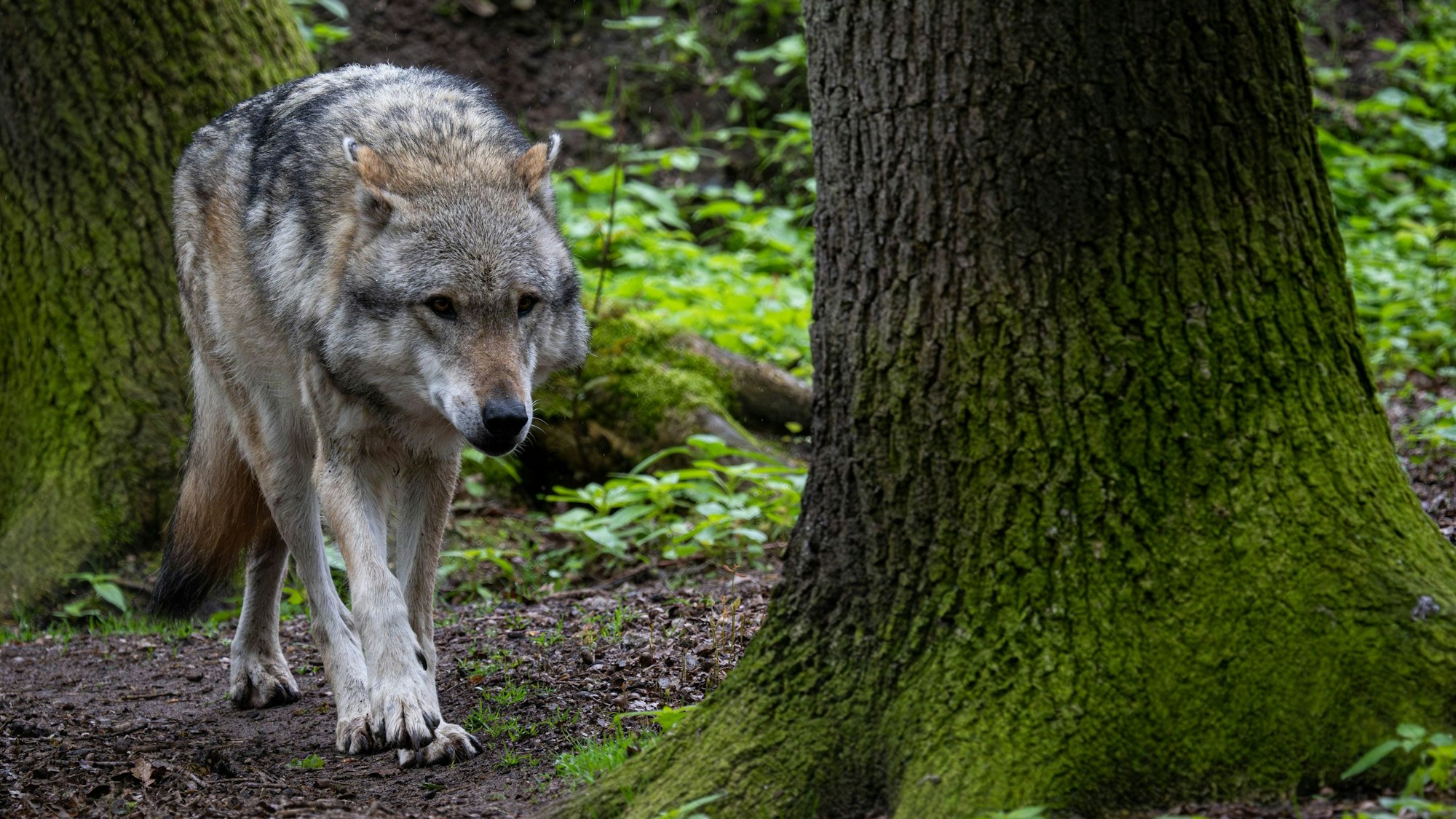 Europäischer Grauwolf in einem Gehege vom Wolfcenter Dörverden. In Niedersachsen ist der Kampf um die Wölfe voll entbrannt.