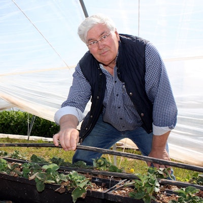Ein Mann zeigt den Bewässerungsschlauch seiner Erdbeerpflanzen, die in einem Foliengewächshaus wachsen.