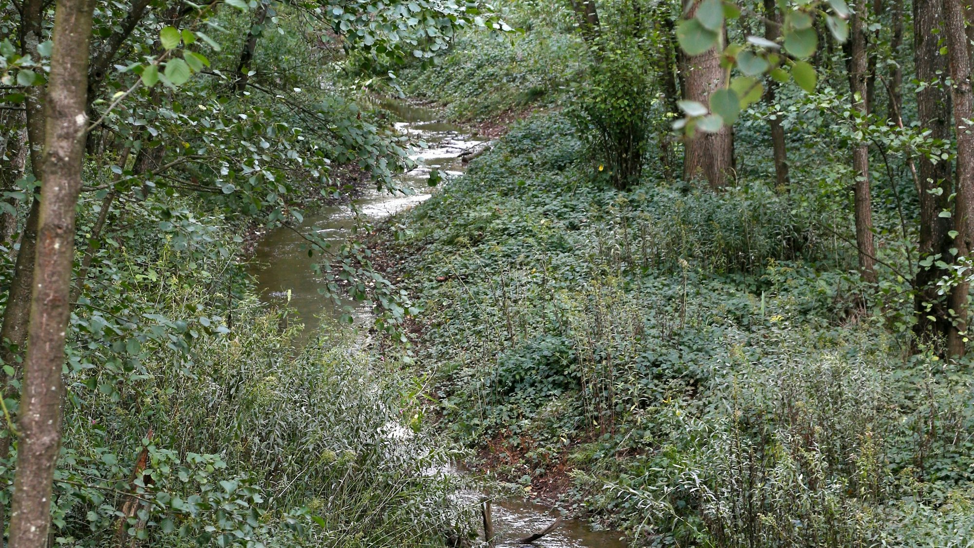 Der Flehbach im Rechtsrheinischen führte in den vergangenen Sommern (hier eine Aufnahme aus dem Jahr 2019) bereits wenig Wasser, nun ist er komplett ausgetrocknet.