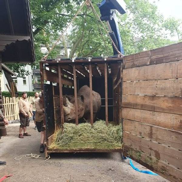 Nashorn Taco in seiner Transportbox.