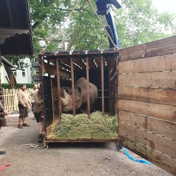 Nashorn Taco in seiner Transportbox.