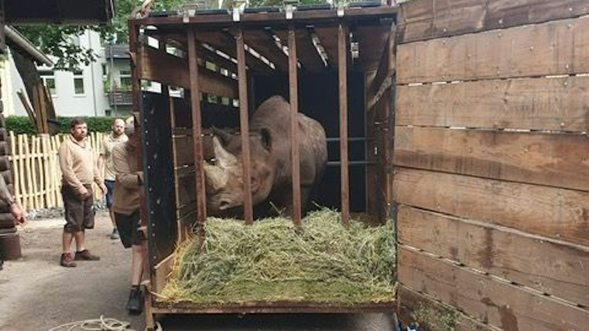 Nashorn Taco in seiner Transportbox.