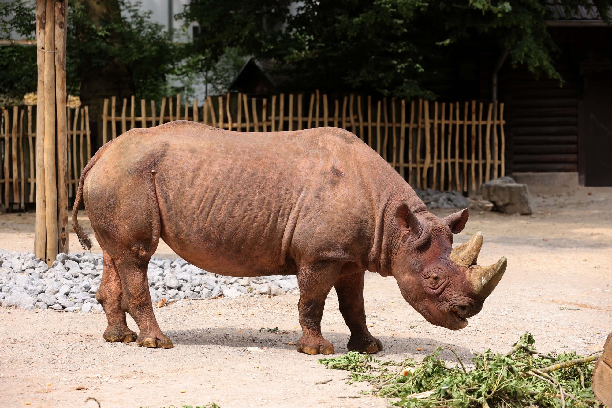 Köln, RSK, Neues Nashorngehege im Zoo
