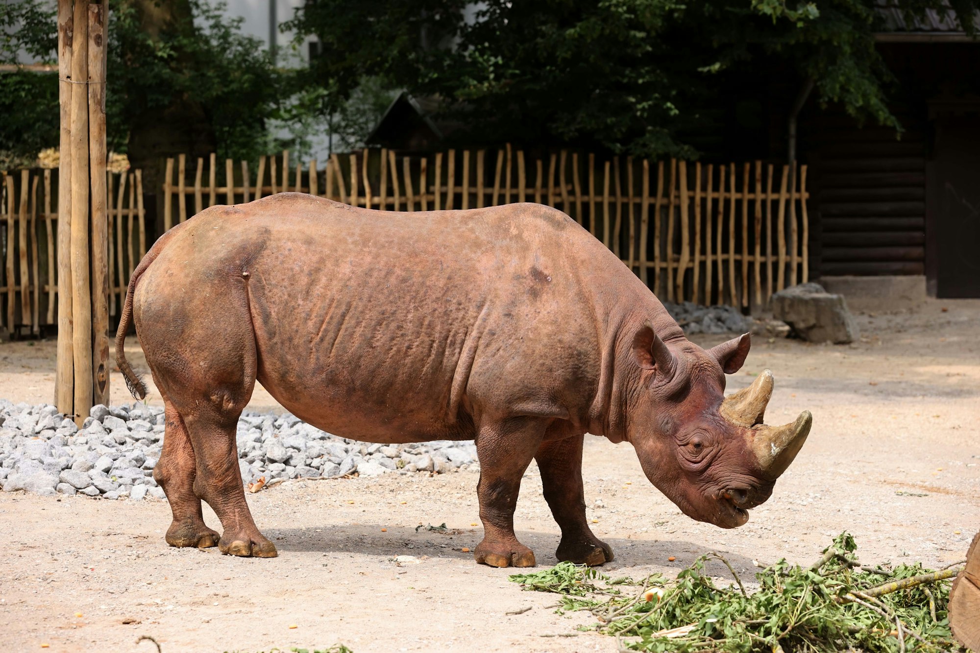 Köln, RSK, Neues Nashorngehege im Zoo