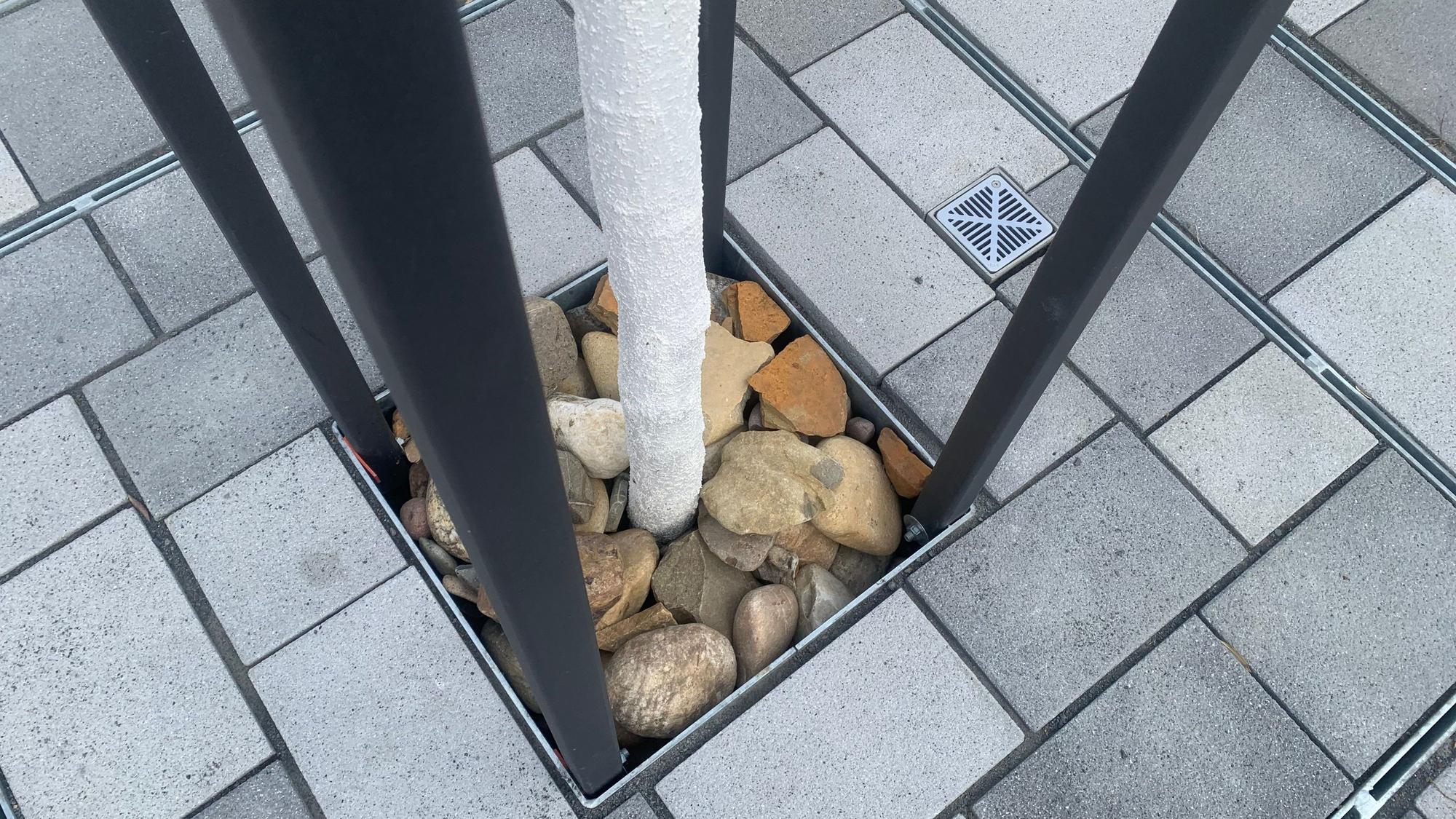 Die neuen Pflanzlöcher für die Bäume.