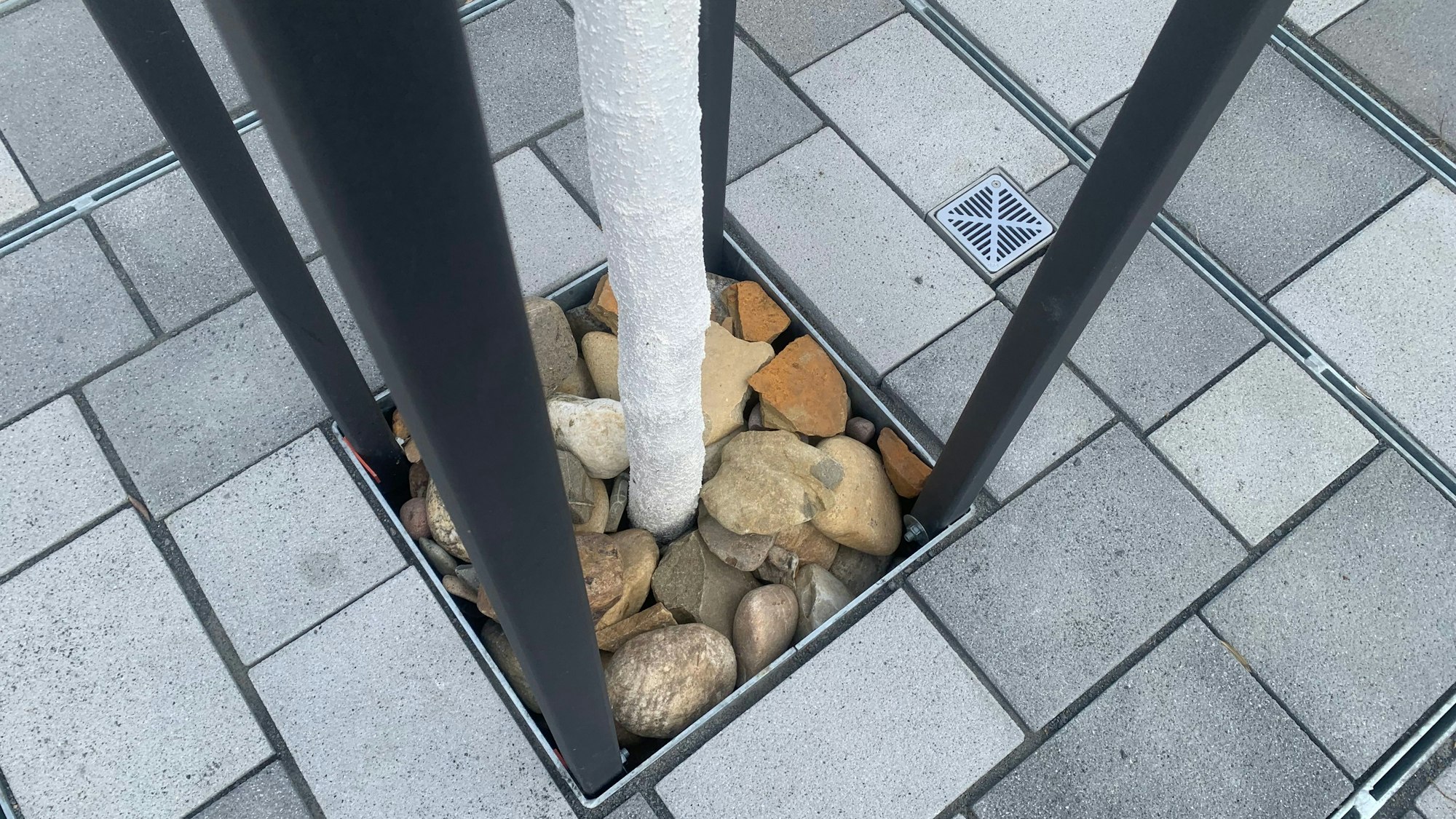 Die neuen Pflanzlöcher für die Bäume.