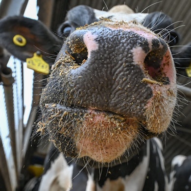 Eine Milchkuh steht in einem Stall.