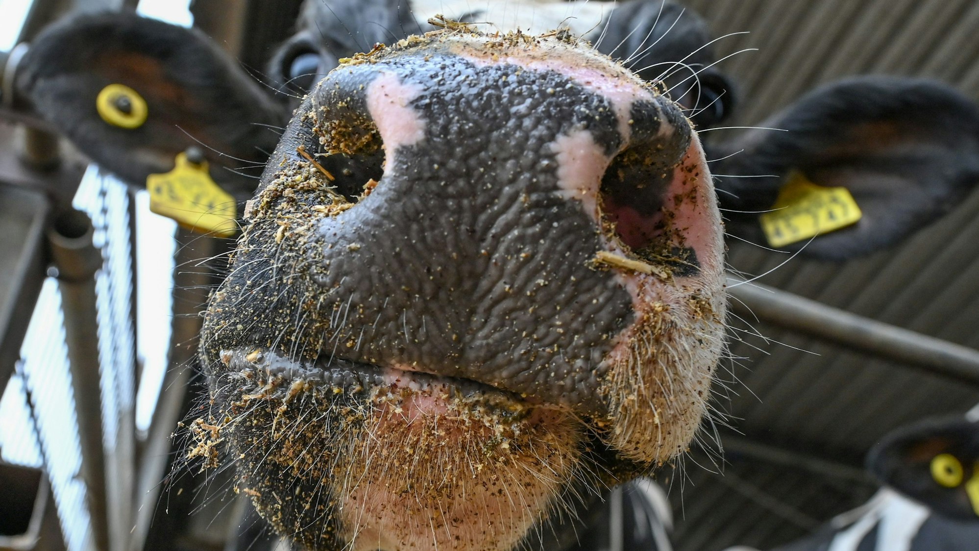 Eine Milchkuh steht in einem Stall.