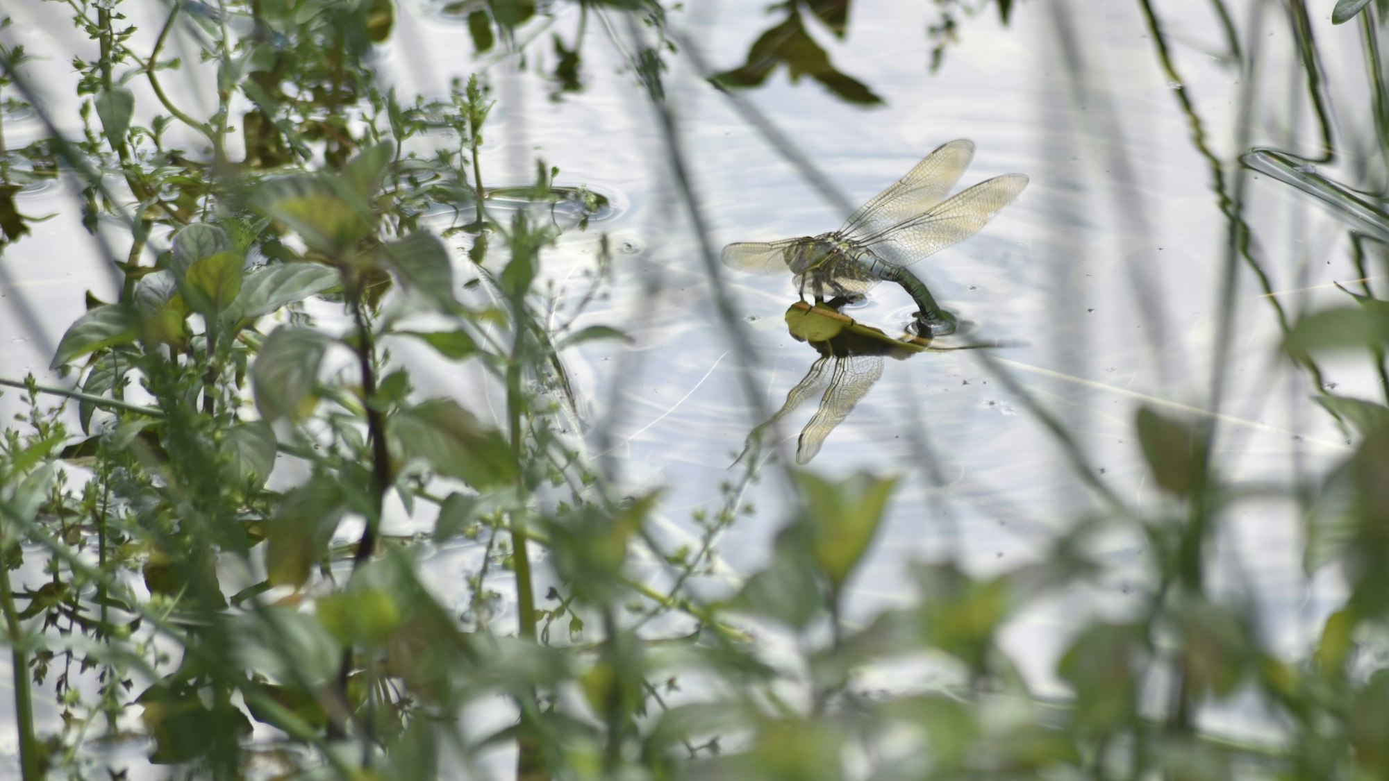 Das Weibchen einer Königslibelle schwebt am nahen Ufer dicht über der Wasseroberfläche und hat ihr Hinterteil ins Wasser getaucht.