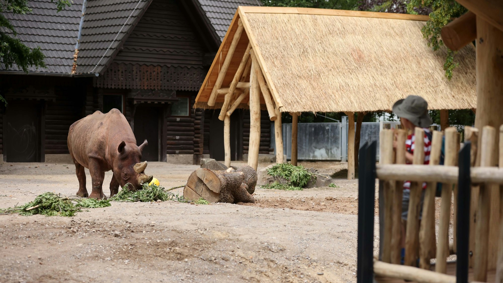 Man hört sogar das Knirschen der Äste, die Taco frisst: Tierbeobachtung ohne Panzerglas und auf Augenhöhe.
