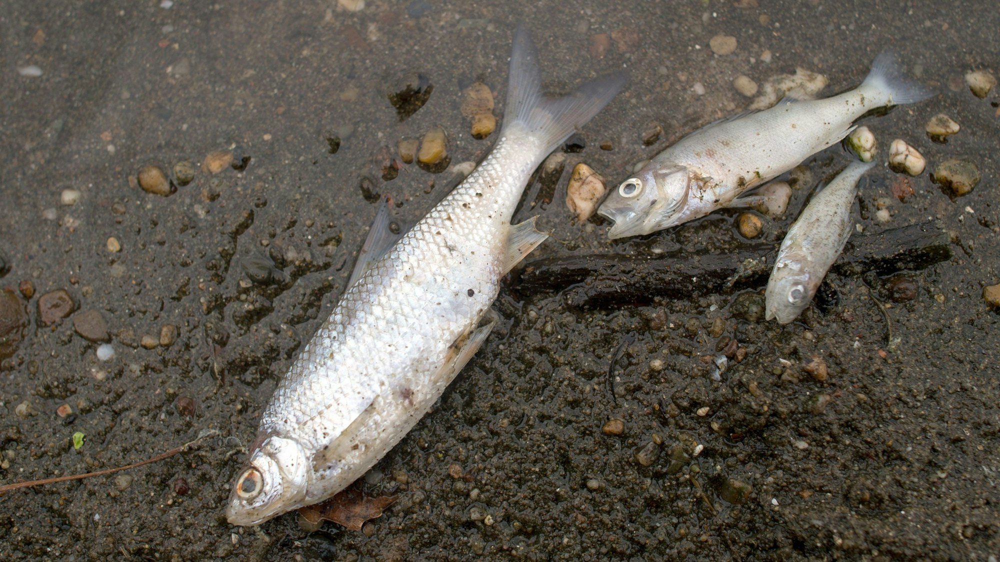 Verendete Fische liegen an einem Strand.