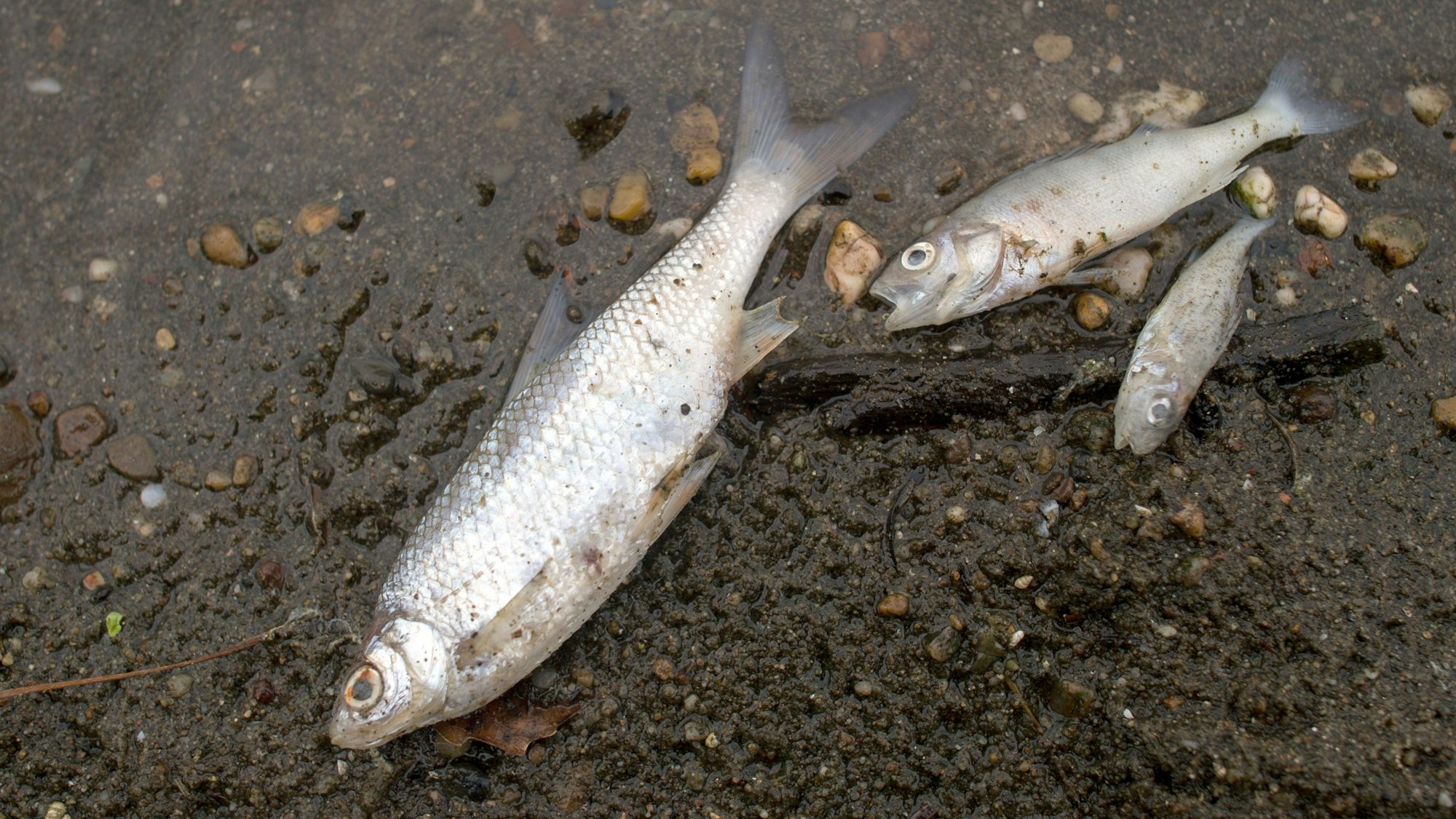 Das Bild zeigt tote Fische am Ufer eines Gewässers.