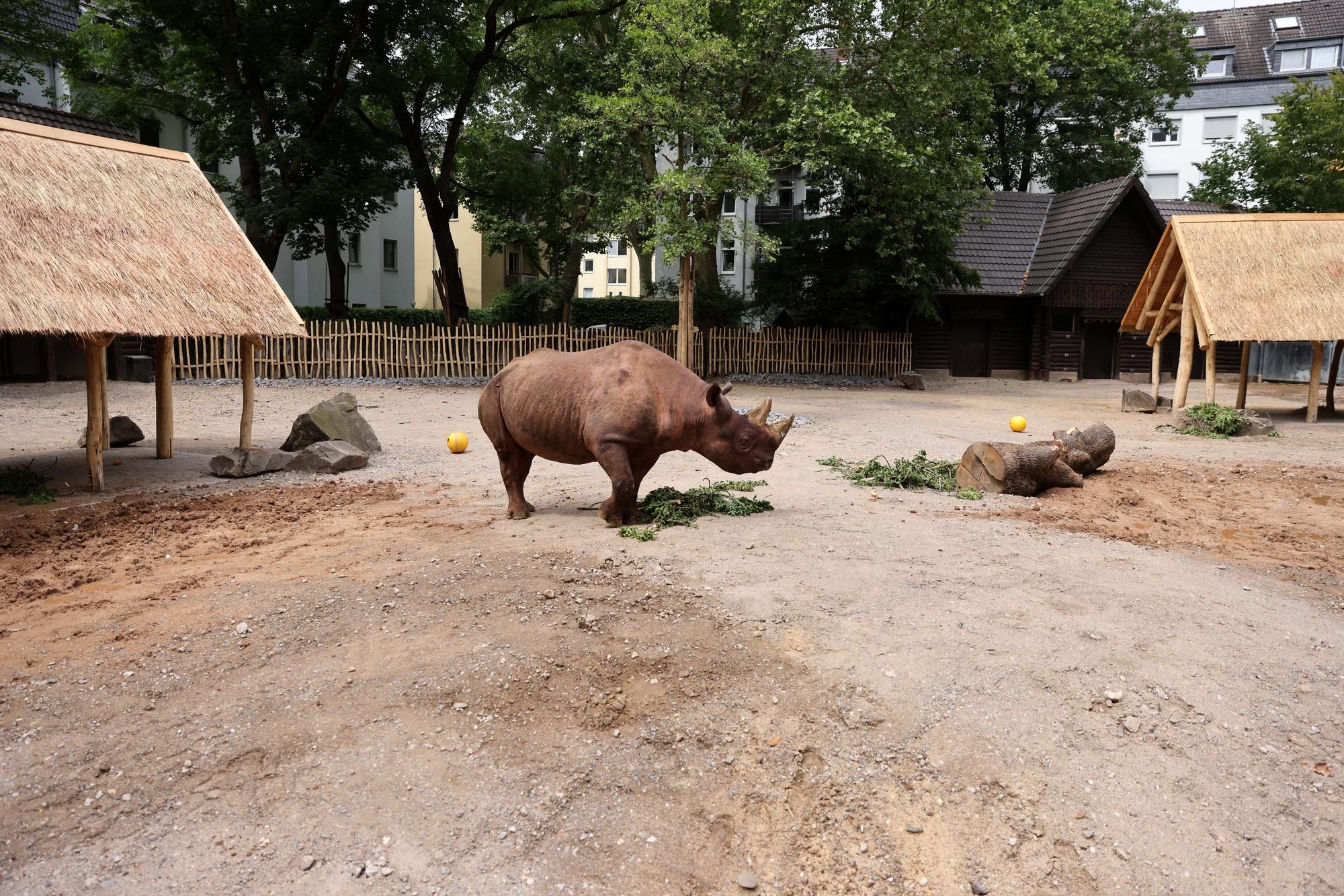 Köln, RSK, Neues Nashorngehege im Zoo