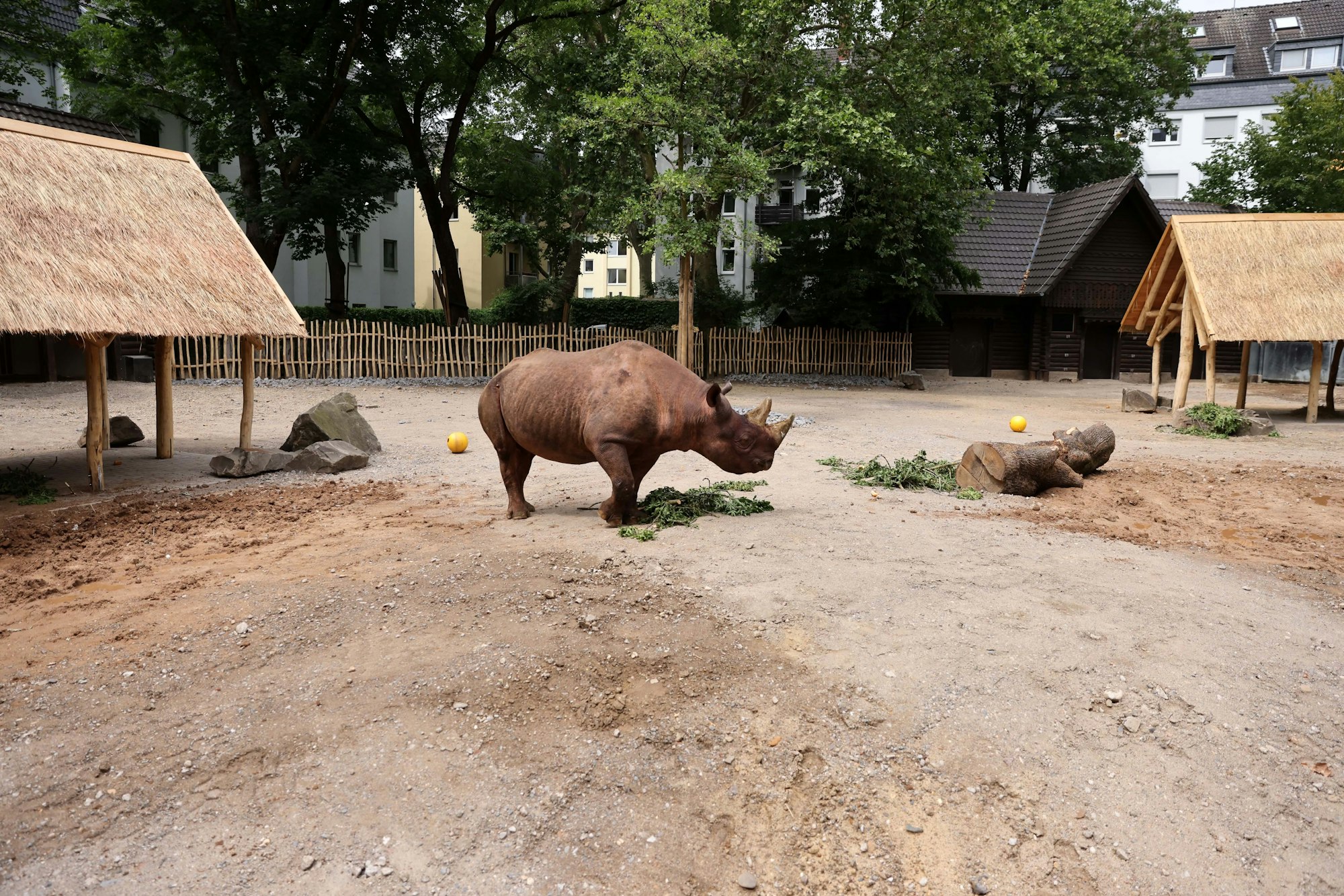 Köln, RSK, Neues Nashorngehege im Zoo