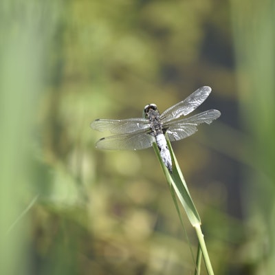 Eine Libelle sitzt auf einem Grashalm.