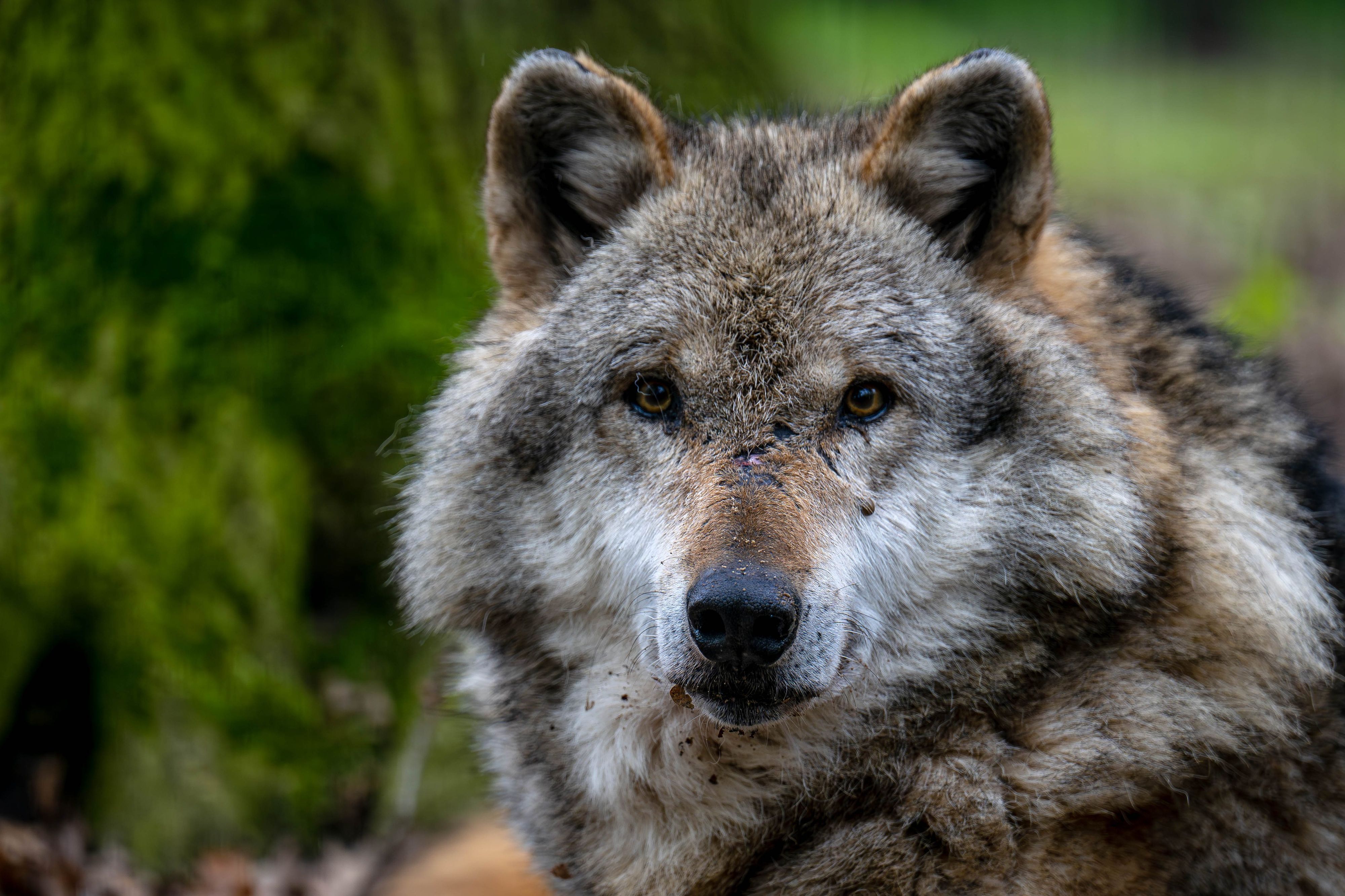 Ein Europäischer Grauwolf