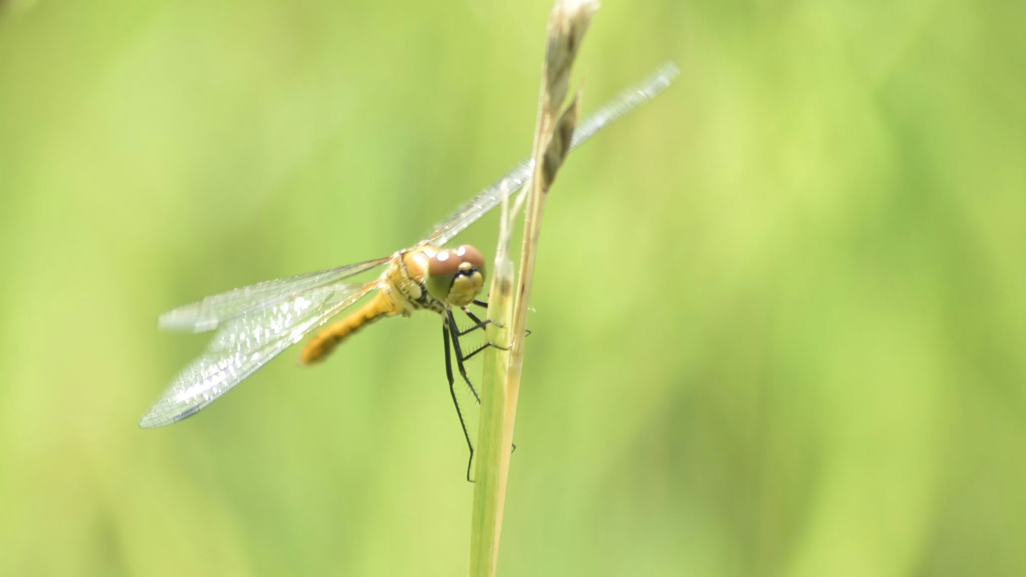 Eine Blutrote Heidelibelle sitzt auf einem Grashalm.
