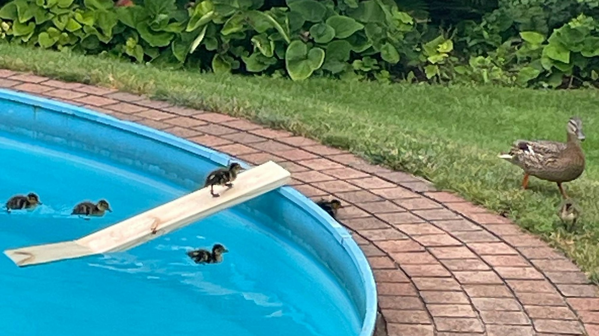 Küken laufen über ein Holzbrett aus einem Pool.