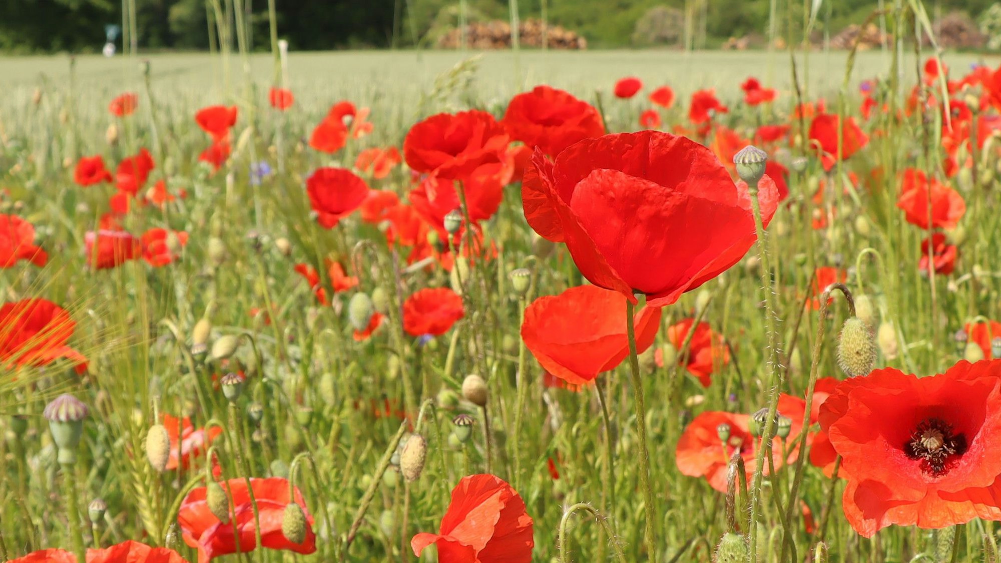 Auf dem Foto ist ein Feld mit Klatschmohn zu sehen.