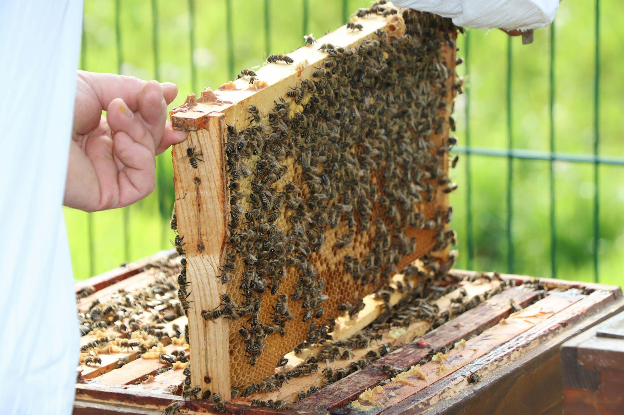 Das Foto zeigt eine Honigwabe mit sehr vielen Bienen.