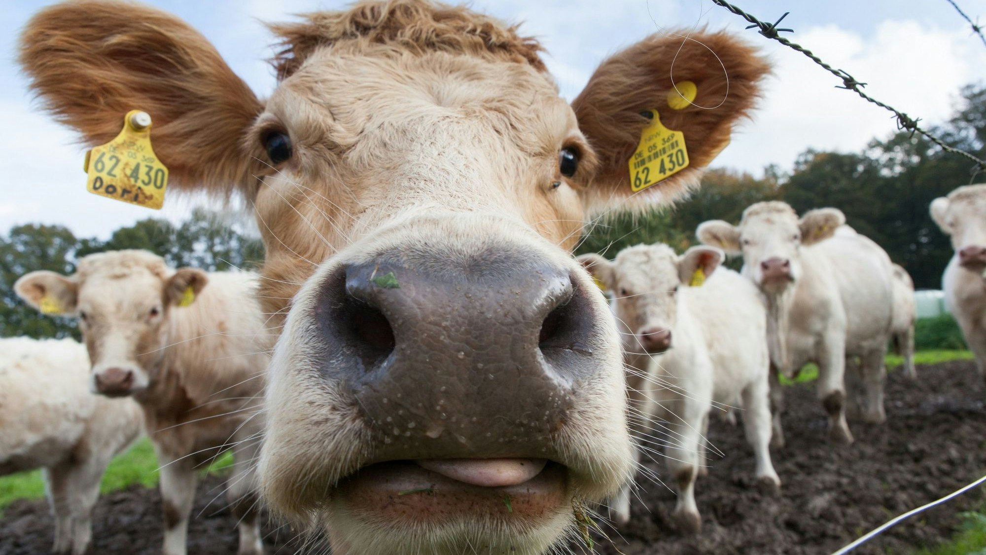 Eine Kuhherde guckt neugierig in die Linse der Kamera auf einer Wiese in Heide (Hueckeswagen).