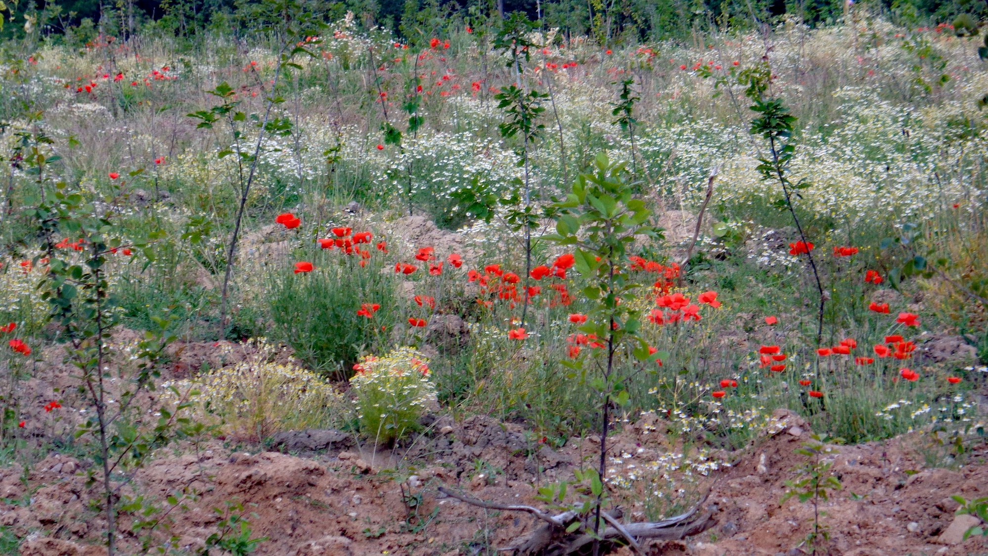 Mohnblumen im Gestrüpp.