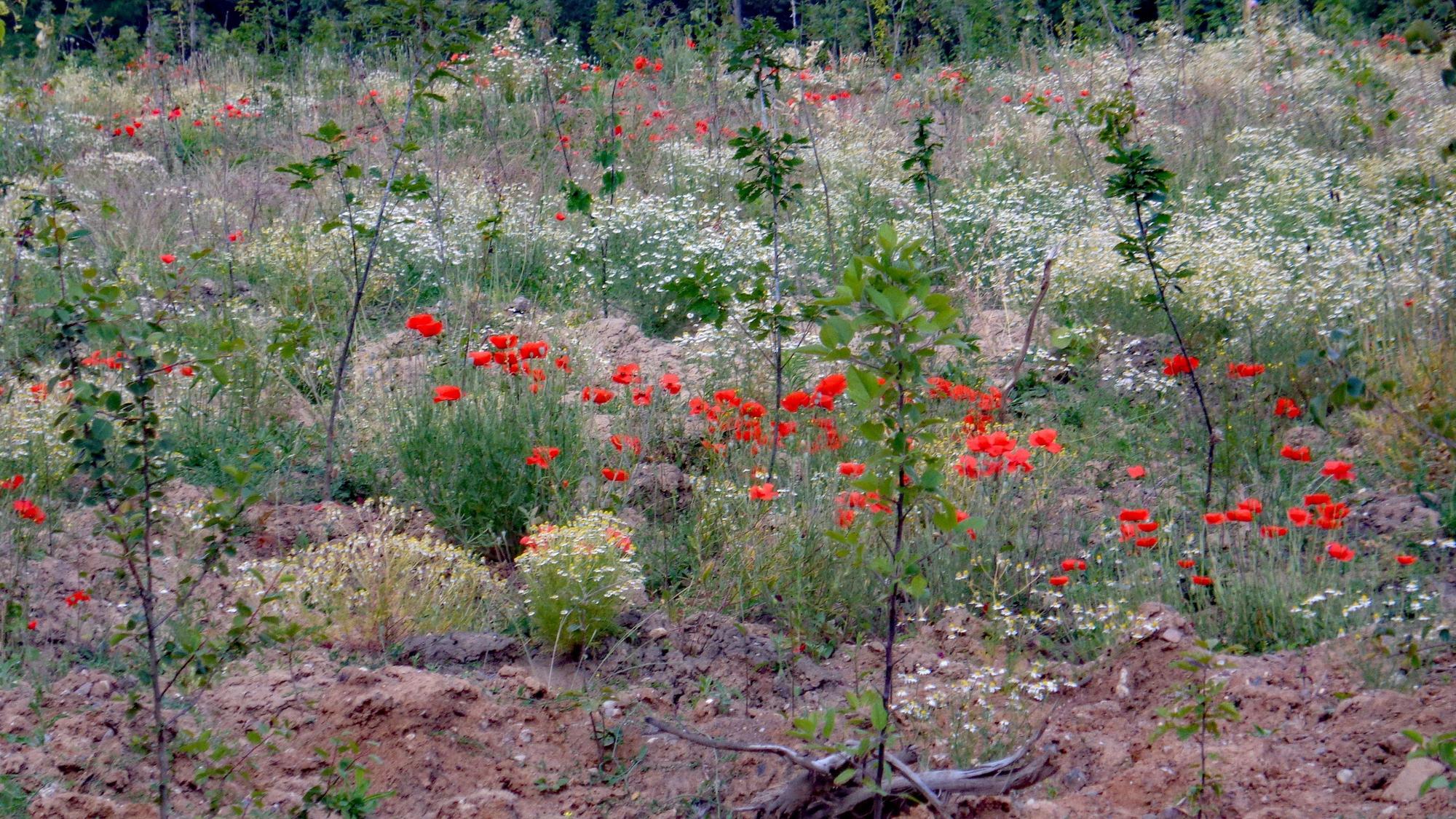 Mohnblumen im Gestrüpp.