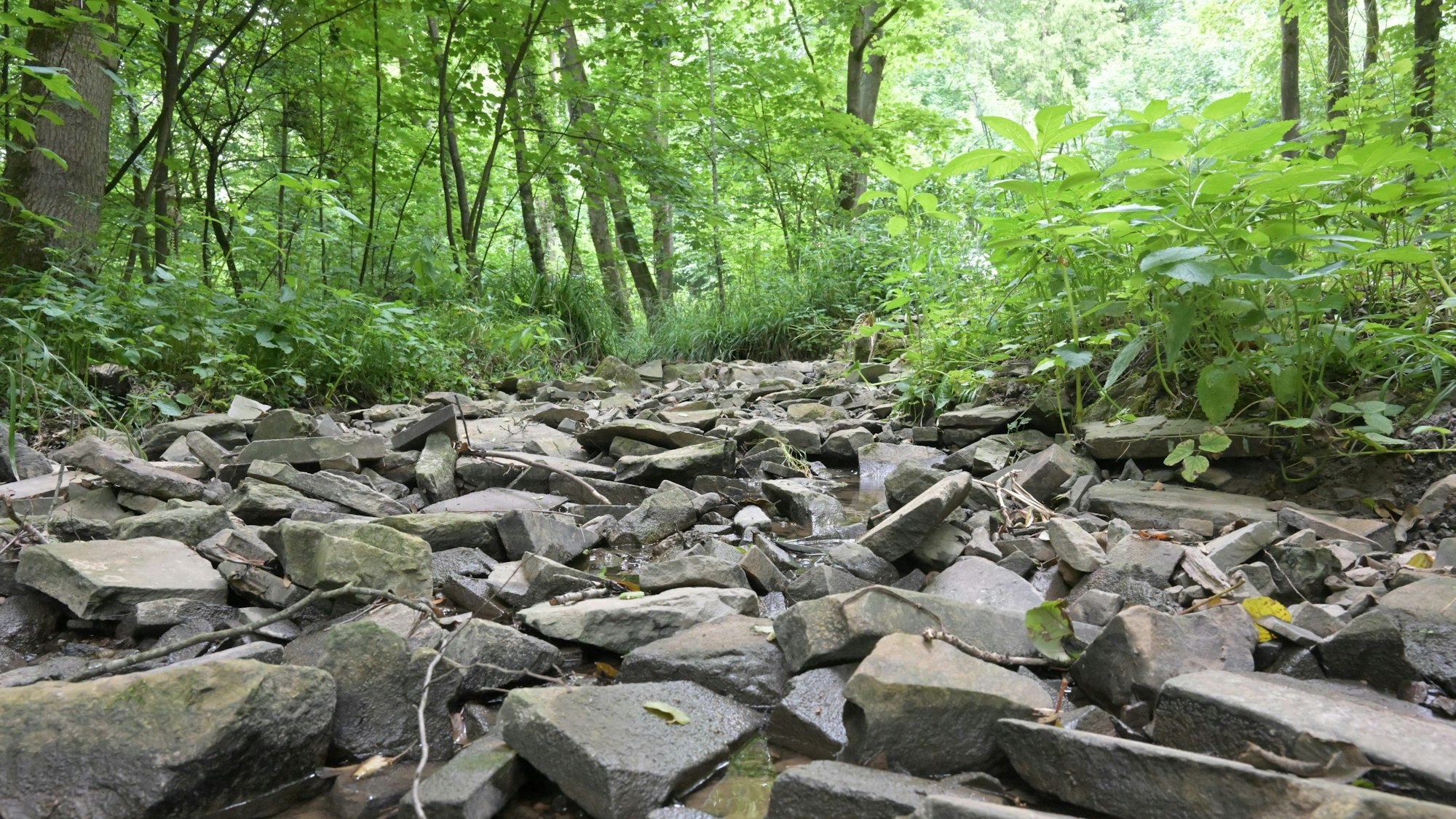 Ein Bach voll mit Steinen ist fast trockengelaufen. Im Hintergrund sind Bäume und Büsche zu sehen.
