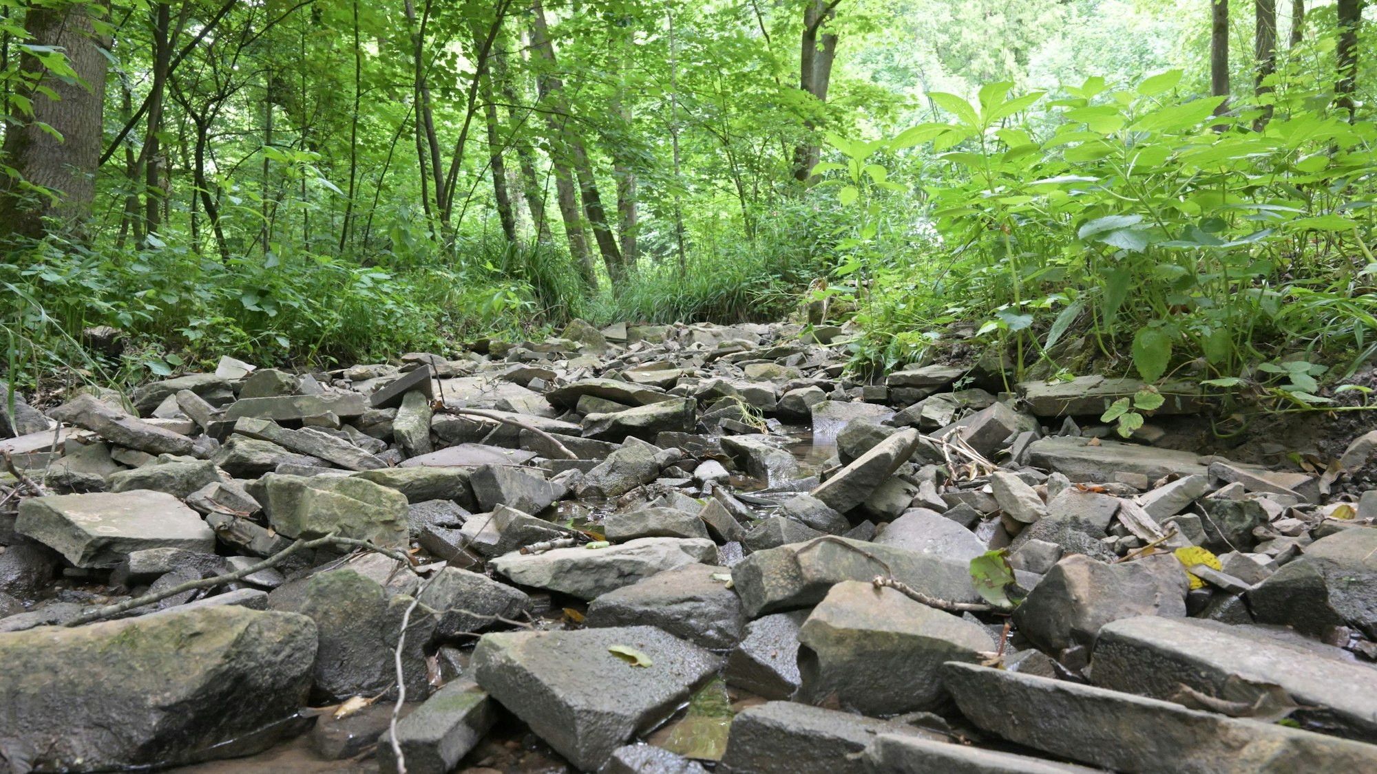 Der Hombach ist fast ausgetrocknet.