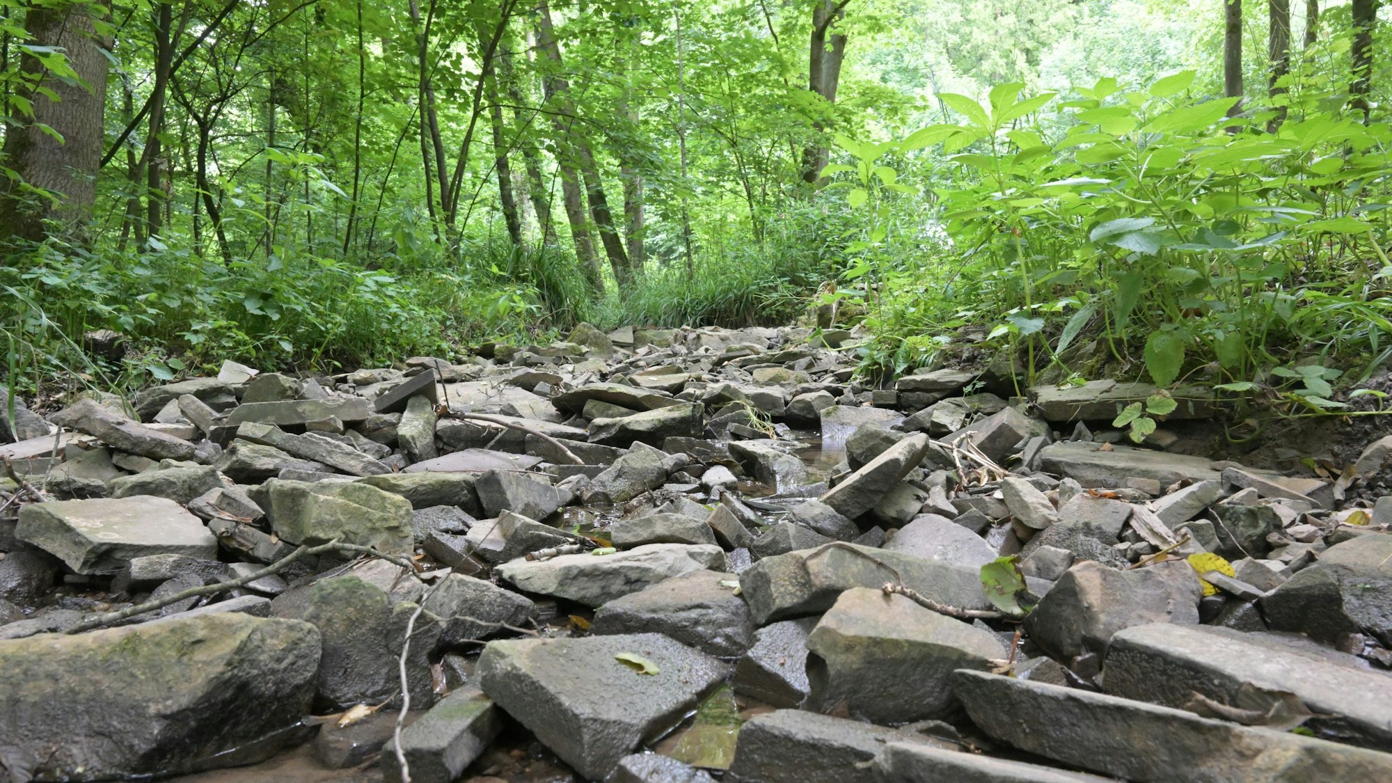 Der Hombach ist fast ausgetrocknet.