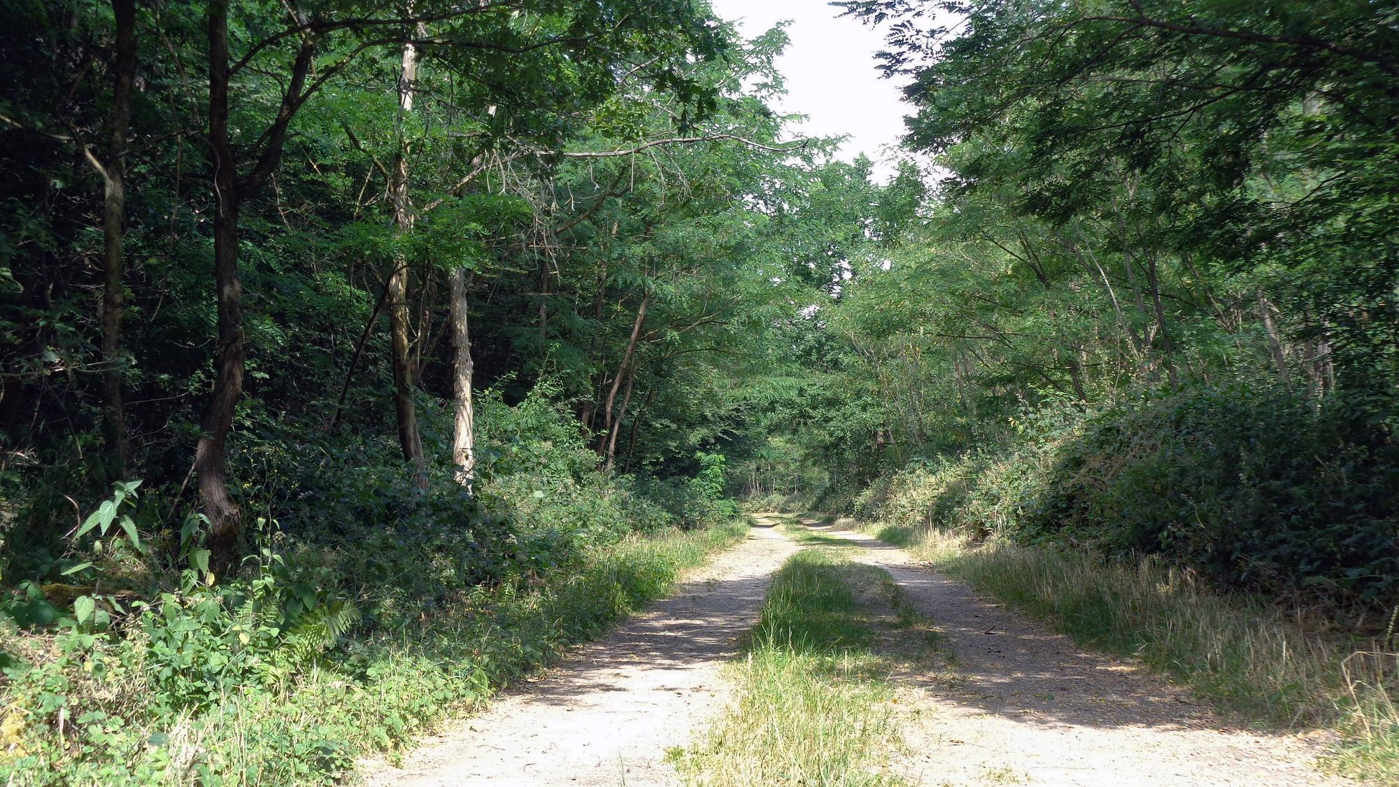 Blick auf den Waldweg.
