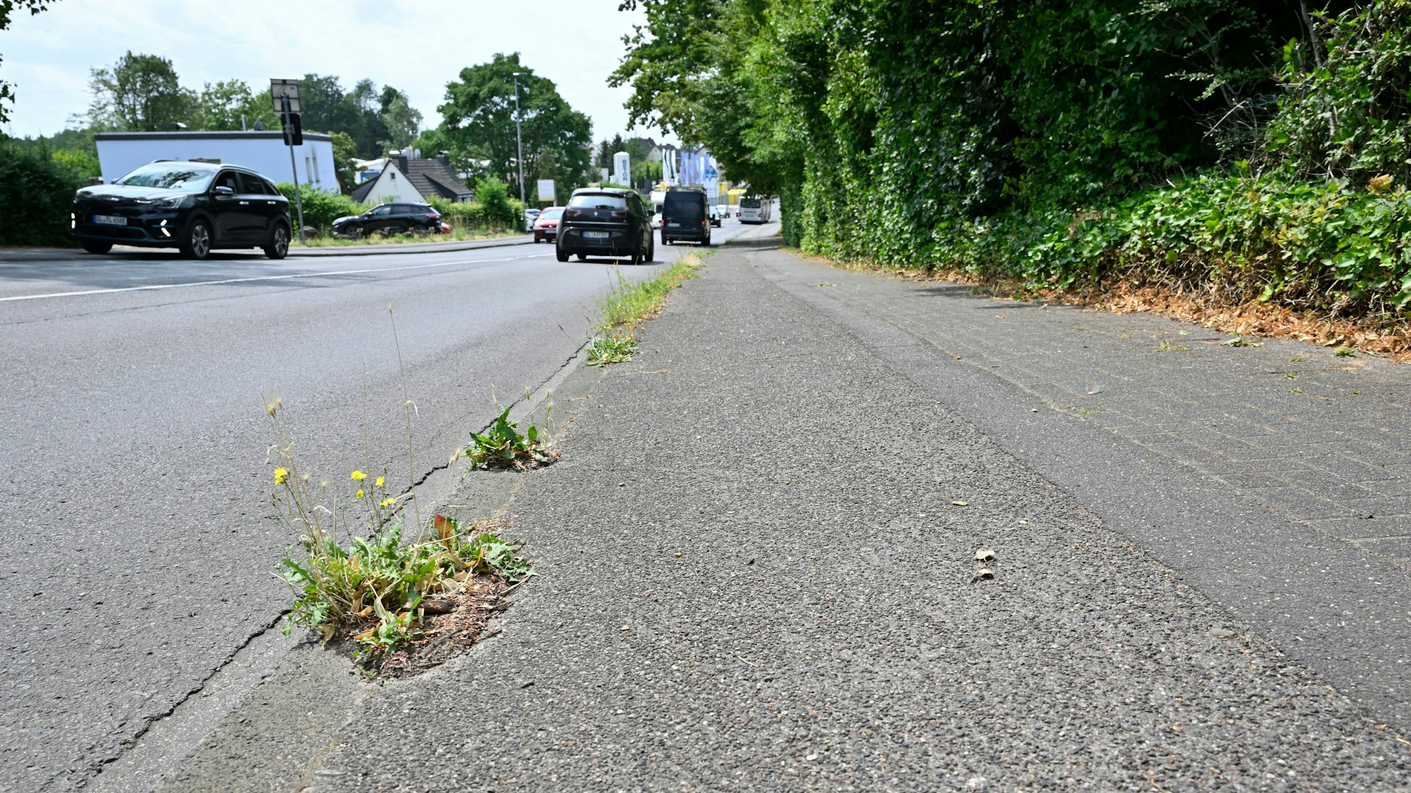 Unkraut wuchert auf dem Rad-Gehweg der Alten Wipperfürther Straße.