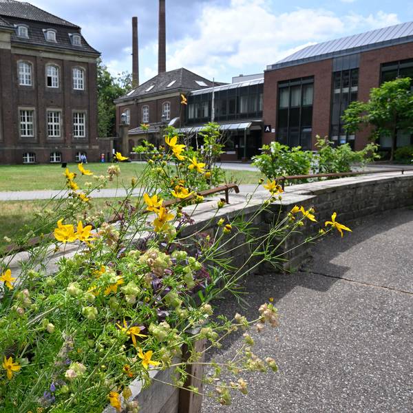Bienen auf dem Zandersgelände