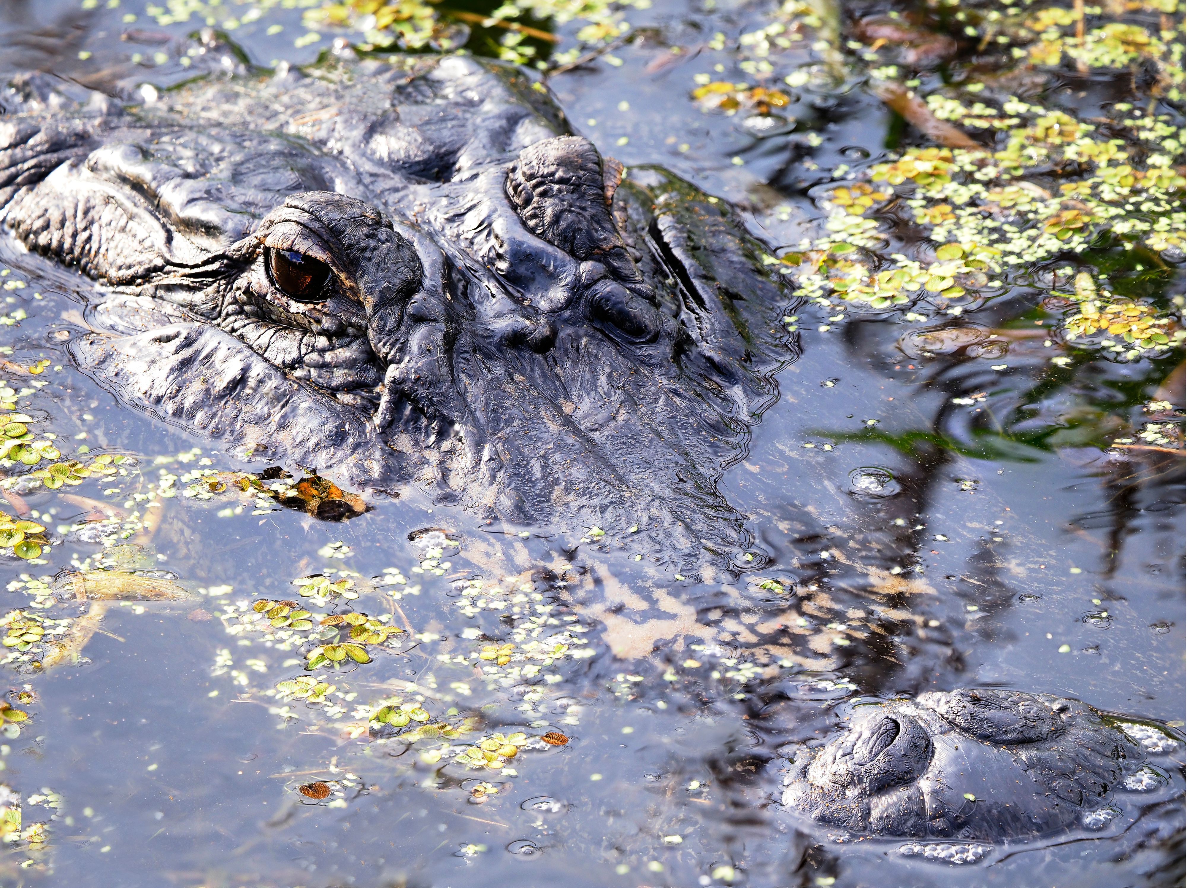 Eine Nahaufnahme zeigt den Kopf eines Alligators. (Symbolbild)