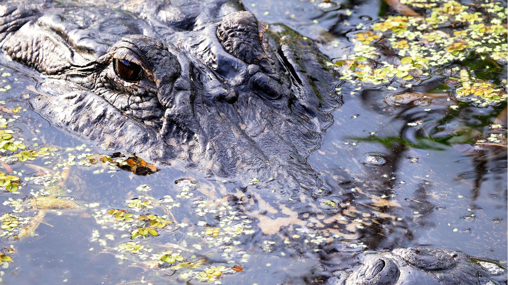 Eine Nahaufnahme zeigt den Kopf eines Alligators. (Symbolbild)