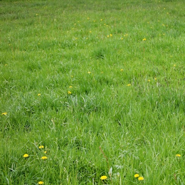 Ein Schild mit der Aufschrift „Baugrundstück zu verkaufen“ steht auf einer grünen Wiese.