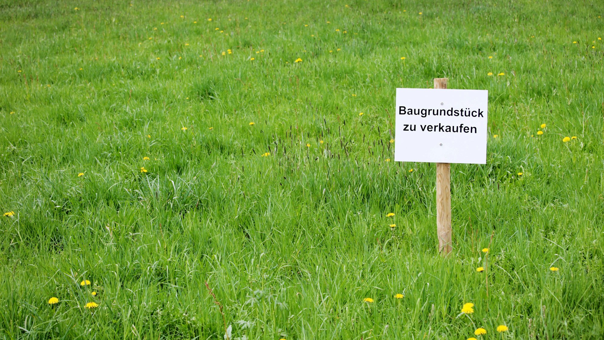 Ein Schild mit der Aufschrift „Baugrundstück zu verkaufen“ steht auf einer grünen Wiese.