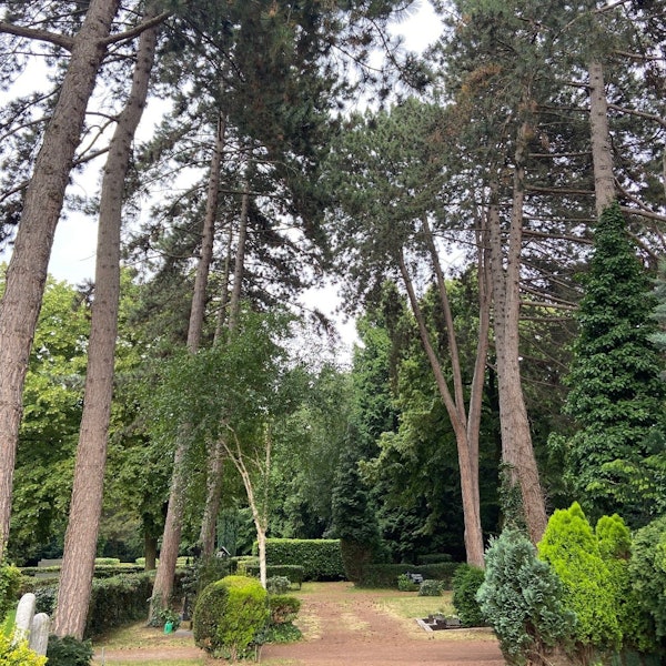 Die Bäume im Frechener Stadtgebiet, hier auf dem Friedhof.