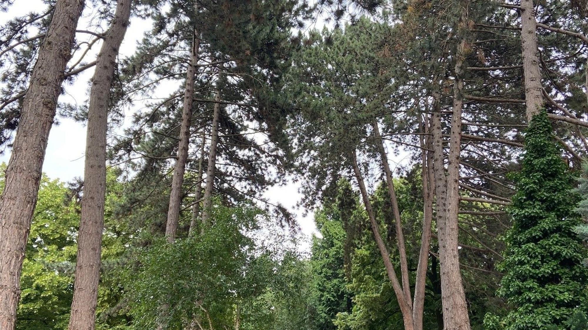 Die Bäume im Frechener Stadtgebiet, hier auf dem Friedhof.