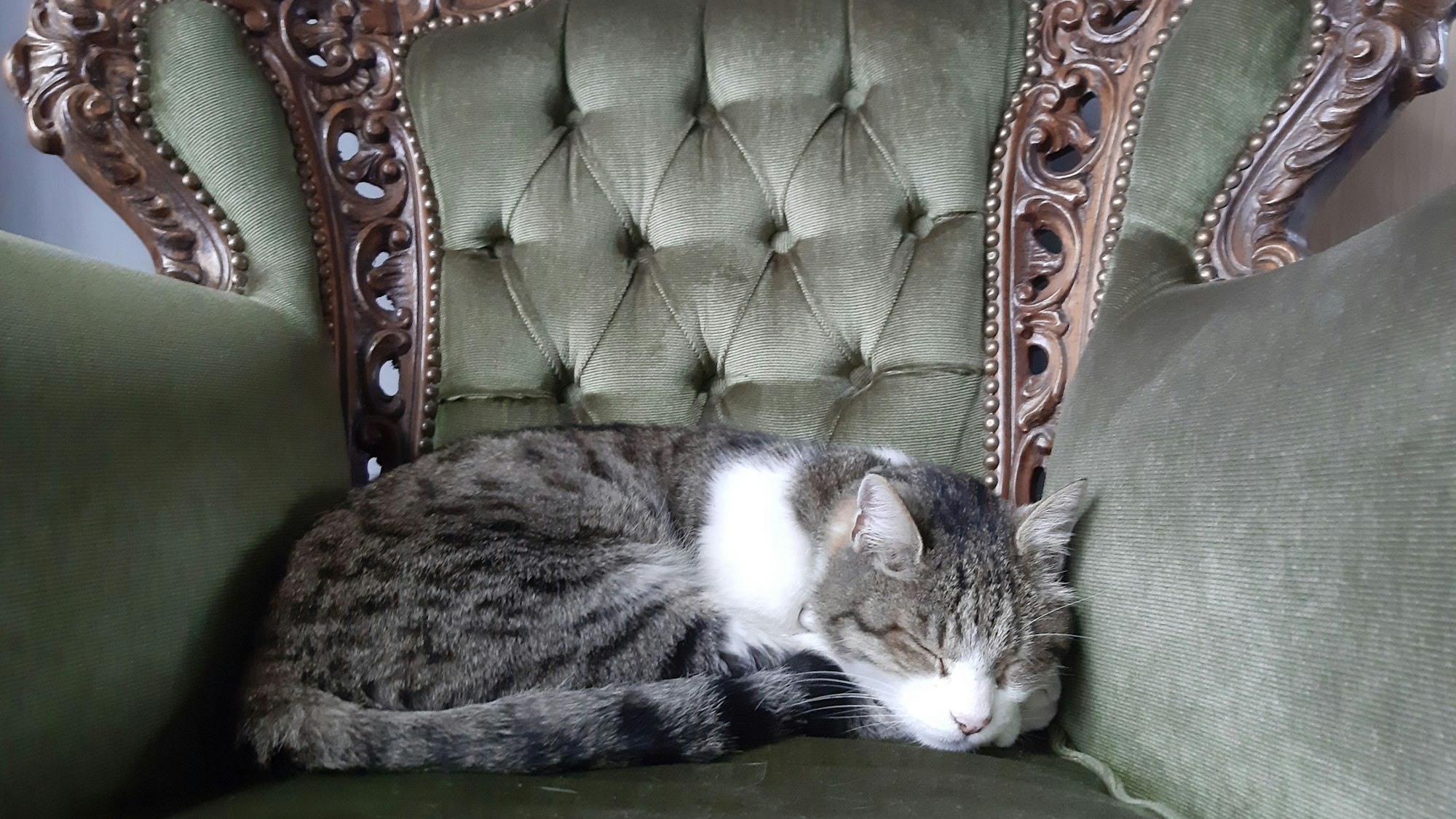 Ein schlafender Kater liegt auf einem grünen Sessel.