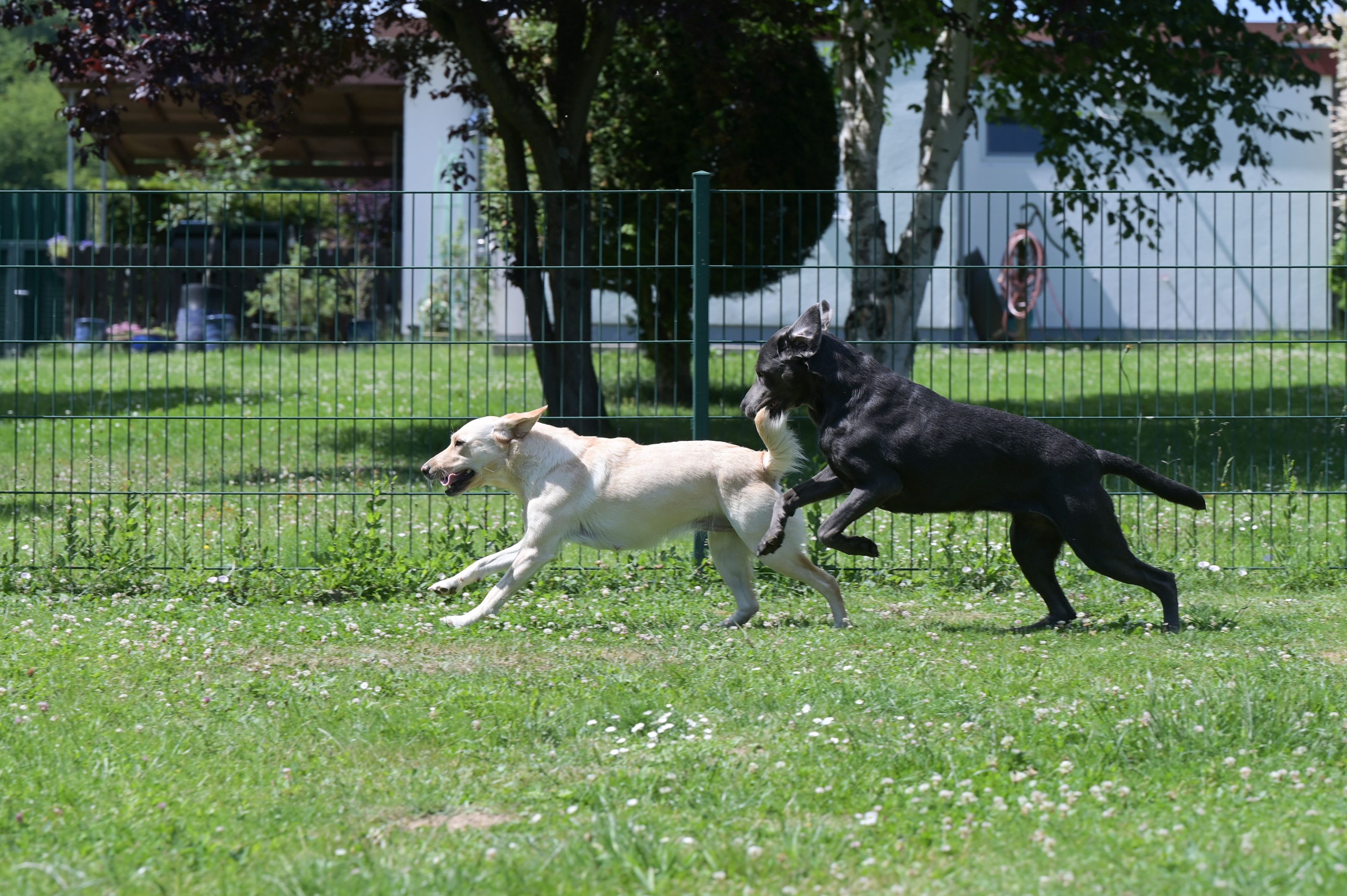 Zwei Hunde spielen auf dem Rasen. (Symbolbild)