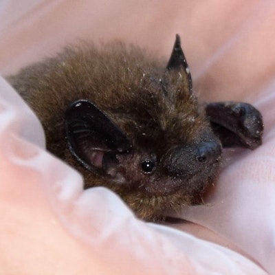 Das Foto zeigt eine Fledermaus.