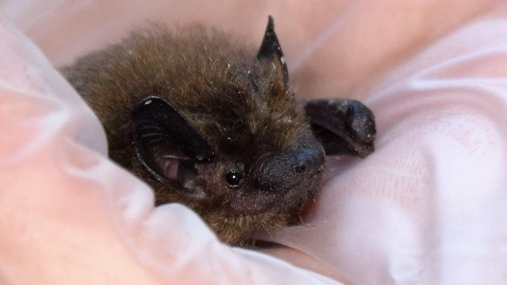 Das Foto zeigt eine Fledermaus.