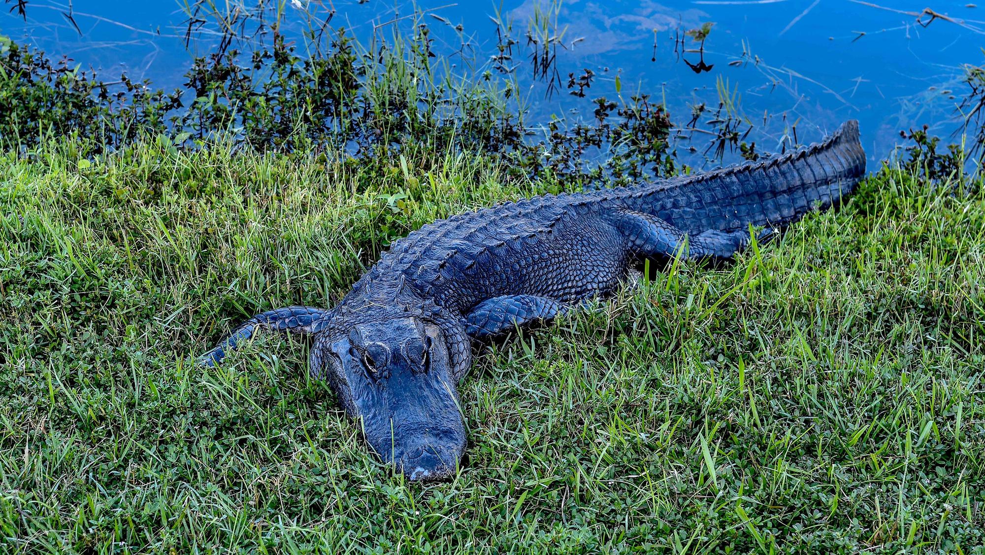 Ein amerikanischer Alligator liegt im Gras in der Nähe eines Kanals (Symbolbild). Eine US-Amerikanerin wurde von einem Alligator getötet, als sie mit ihrem Hund in der Nähe einer Lagune am Rande eines Golfplatzes spazieren ging, so die Polizei.