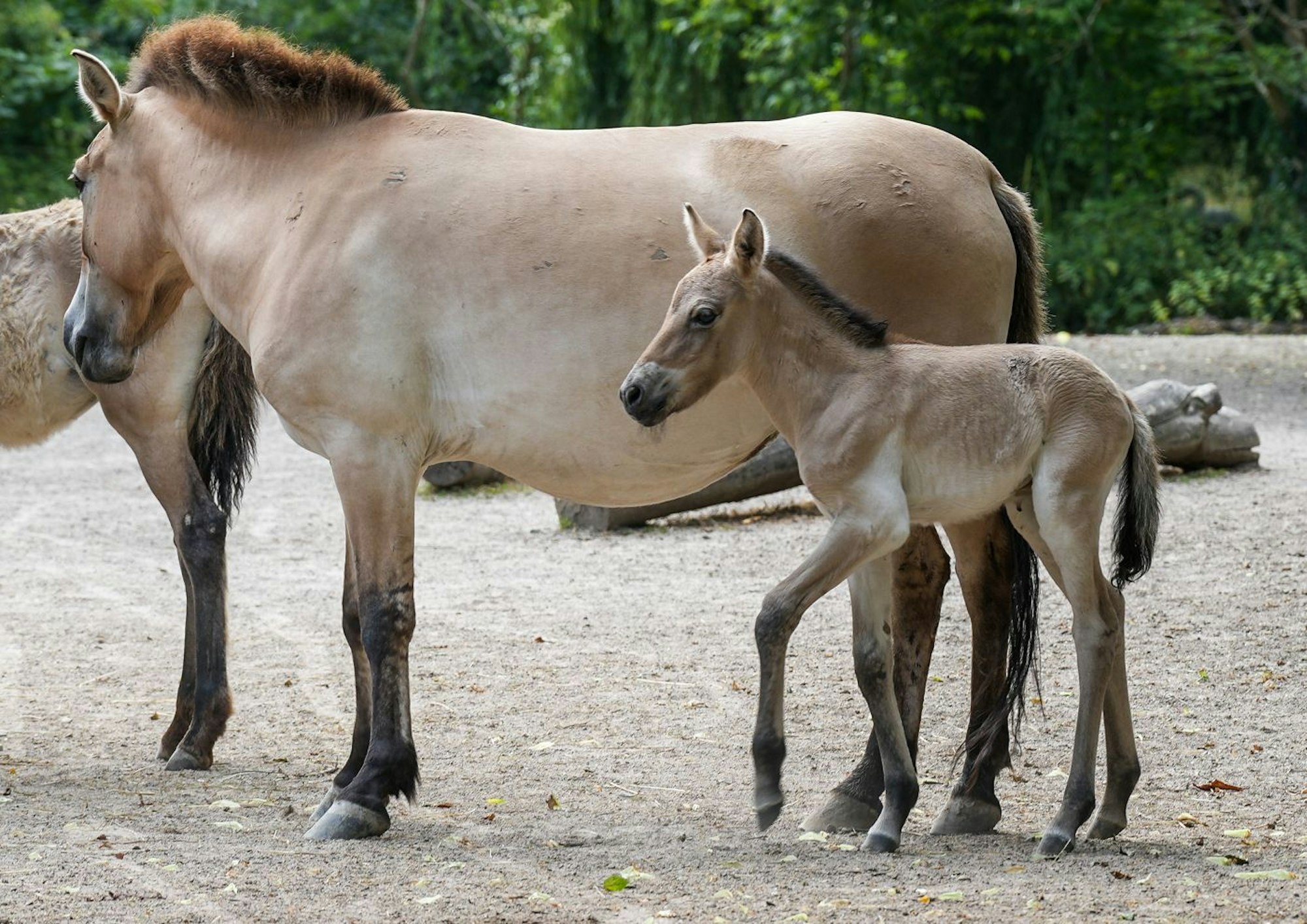 Die siebenjährige „Luna“ mit ihrem Fohlen