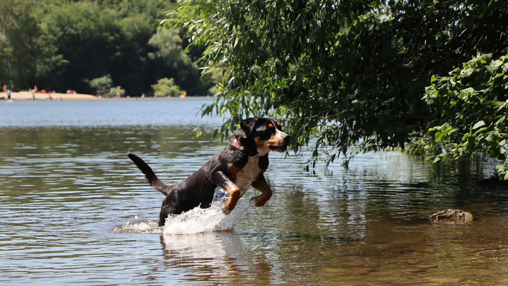 Ein Hund springt aus dem Wasser eines Sees.