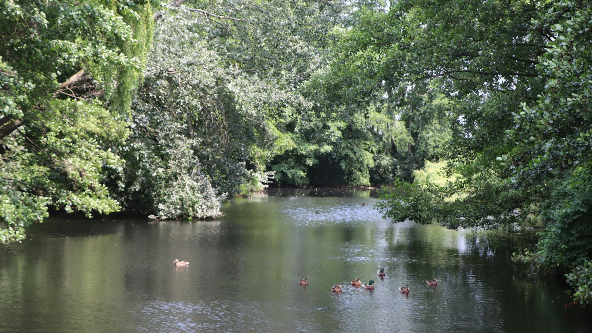 Das Foto zeigt einen von Bäumen gesäumten See, auf dem Enten schwimmen.